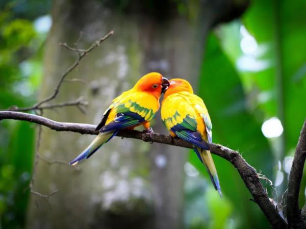 情侶愛情鳥的美圖