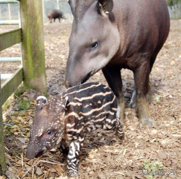 27種動物照片大集合,出生不久的小刺蝟長成這樣,大自然真神奇 27種動物照片大集合,出生不久的小刺蝟長成這樣,大自然真神奇