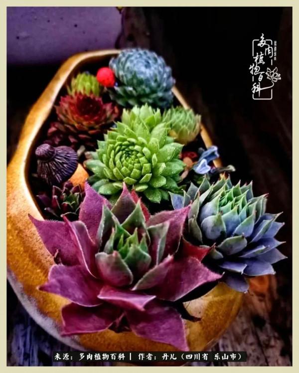 我的長生草秘密花園4：收集整理也是一種快樂