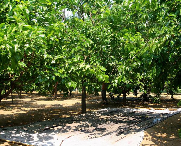 農村養兔,很多地方有這4種樹木,葉子都是優質的兔飼料 農村養兔,很多地方有這4種樹木,葉子都是優質的兔飼料