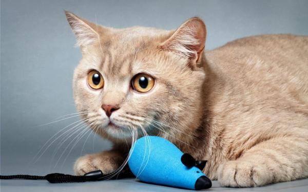 人們常說“貓有九條命”，這是真的嗎？為何貓從高處摔下也不會死