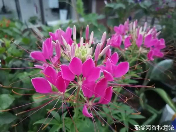 50種花春天播種，長滿小院子，能開一整年