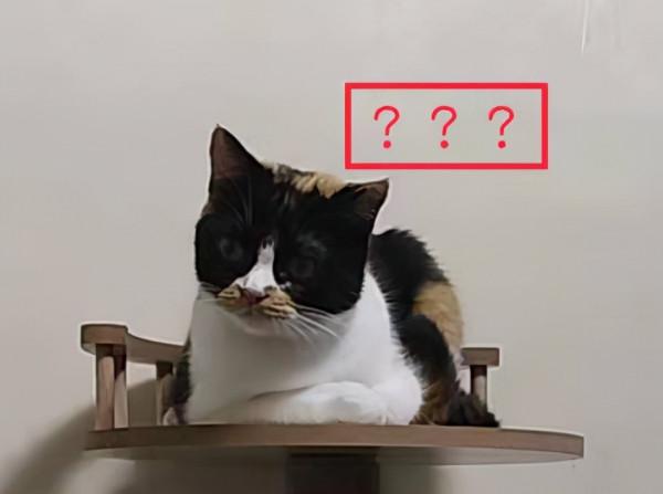 貓咪和女人註定是冤家