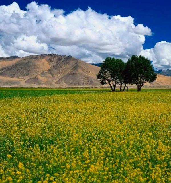 分享：油菜花海，芳香四溢，景色宜人，令人陶醉