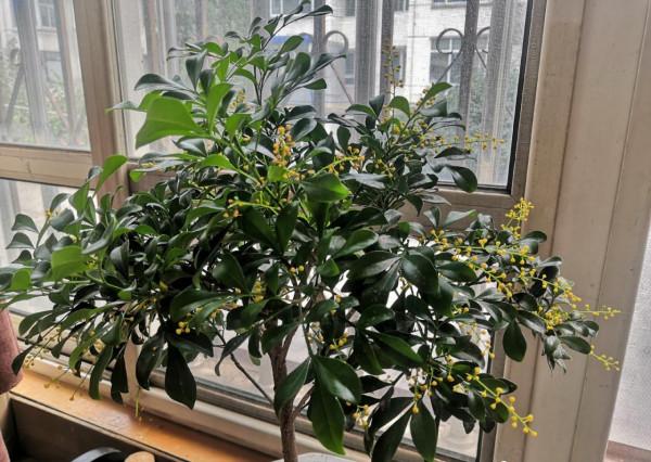 米蘭花如何過冬?做好2點,順利過冬,葉子綠花苞很多芳香迷人 米蘭花如何過冬?做好2點,順利過冬,葉子綠花苞很多芳香迷人