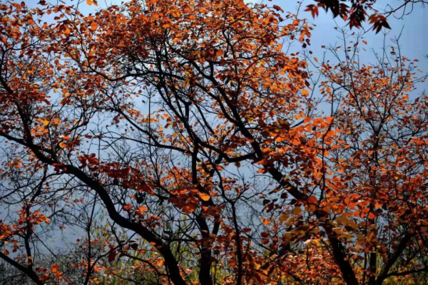 &OpenCurlyDoubleQuote;美日一景&CenterDot;井陘美&rdquo; &vert; 秋染霜林醉！