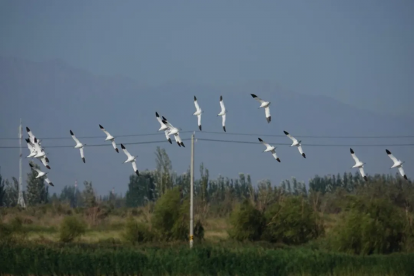 宅家“雲遊”草湖溼地,林草人帶您一起去觀鳥 宅家“雲遊”草湖溼地,林草人帶您一起去觀鳥