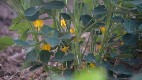 花生控旺小技巧,和哪些葉面肥能混用?做對了,省工效果好 花生控旺小技巧,和哪些葉面肥能混用?做對了,省工效果好