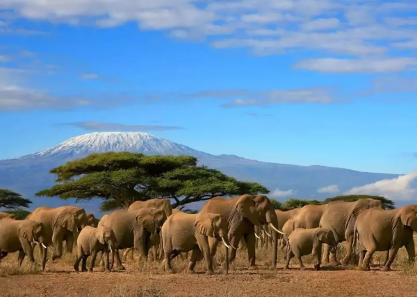 父親王雨田在非洲的故事（二）肯亞