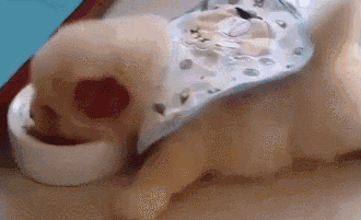 妹子養了一隻超萌的金毛寶寶,但幾個月後……怎麼變“哈士奇”了 妹子養了一隻超萌的金毛寶寶,但幾個月後……怎麼變“哈士奇”了