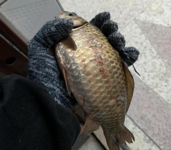 冬釣鯽魚難度大？掌握這三點作釣乾貨，大板鯽一釣一個準