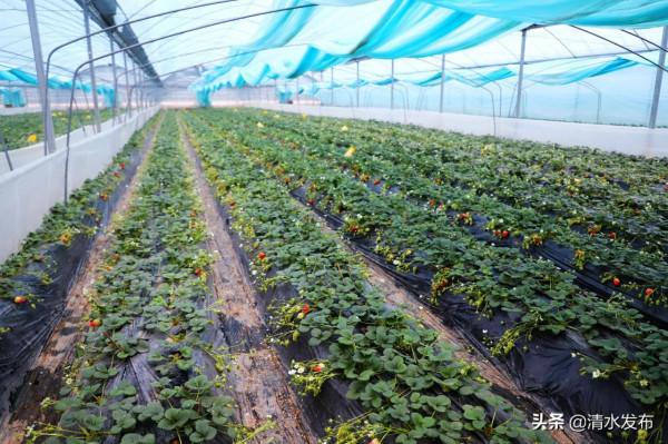 【組圖】草莓：紅果綠葉香滿園