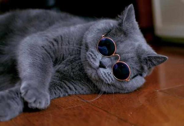 最“受歡迎”的幾種貓咪,附上市場價格,別再買貴了 最“受歡迎”的幾種貓咪,附上市場價格,別再買貴了