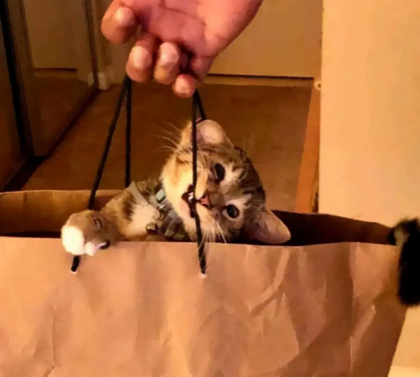 鏟屎官只想領養一隻小貓咪，卻一不小心，領回了一隻全球限量款