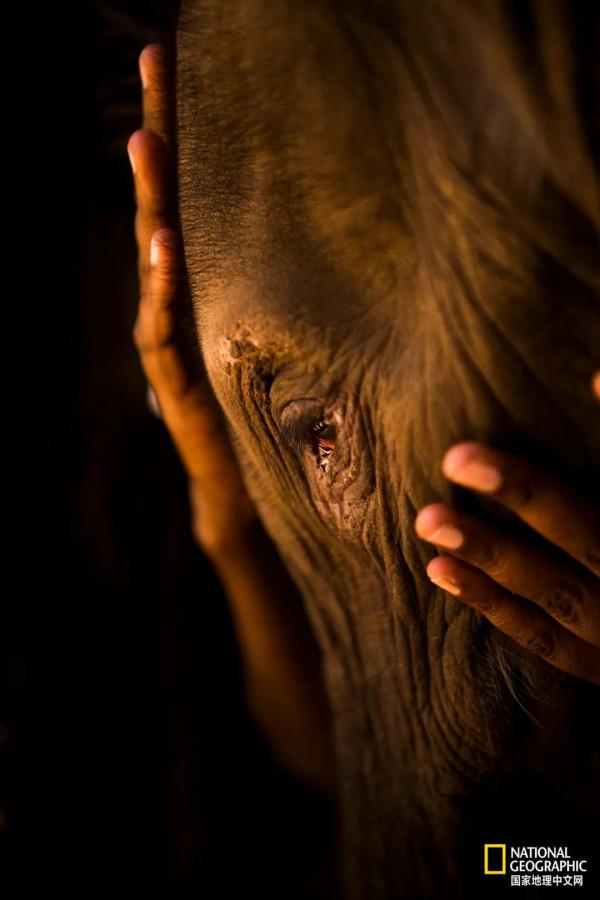 竟能養活非洲象，想必是“非洲第一奶”
