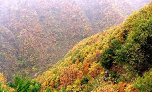 最美的五彩楓葉 最美的五彩楓葉