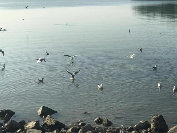 文明觀鳥不要投餵才是對鳥兒的保護