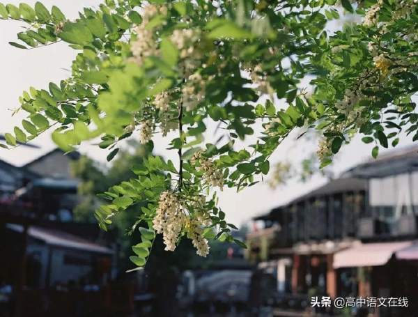 最美古詩詞|讀完這幾首詩,一回頭,便遇見美好 最美古詩詞|讀完這幾首詩,一回頭,便遇見美好