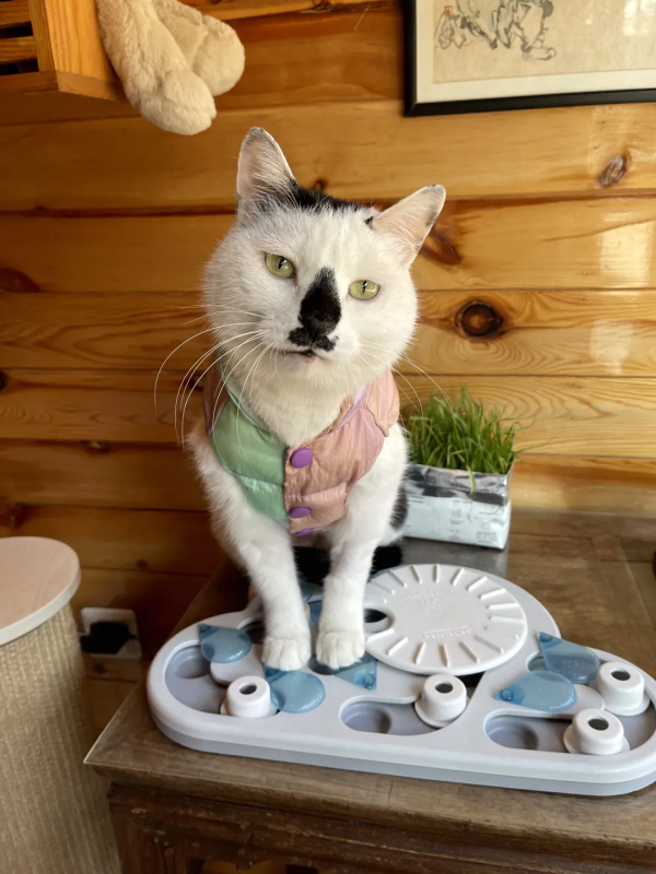 穿上馬甲我就不認識你了？