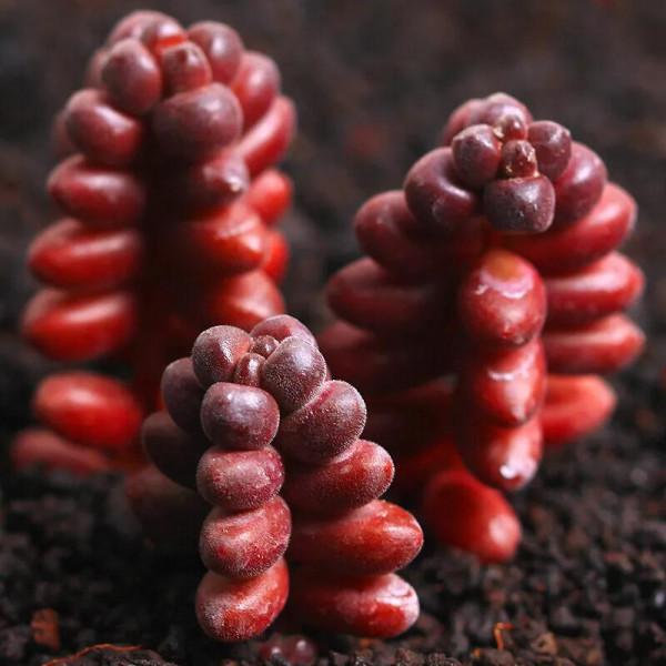 紅珊瑚為什麼是紅色的