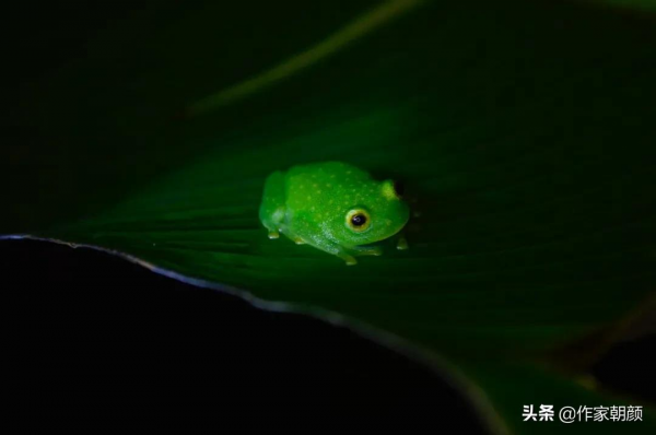周曉楓：幻獸之吻&Verbar;散文