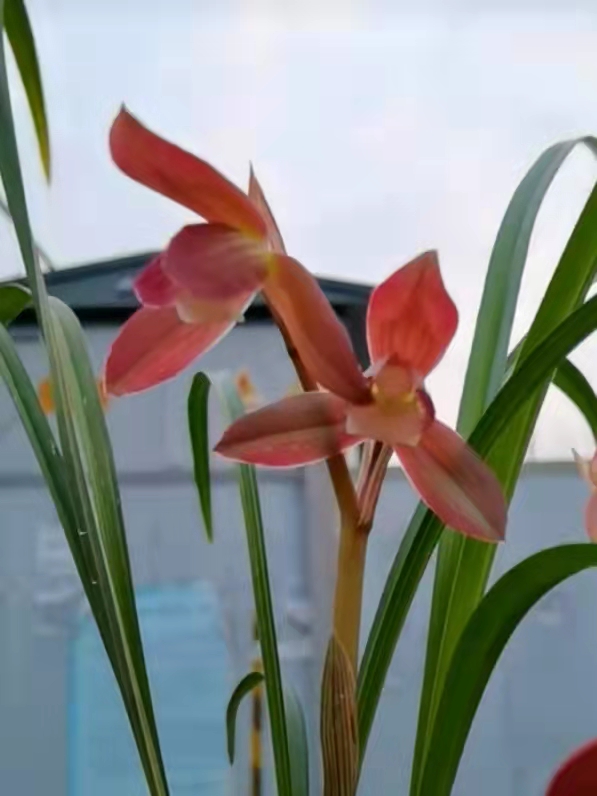 四川早年發掘的一顆春劍瓣型紅花素，現在成為市場熱門精品