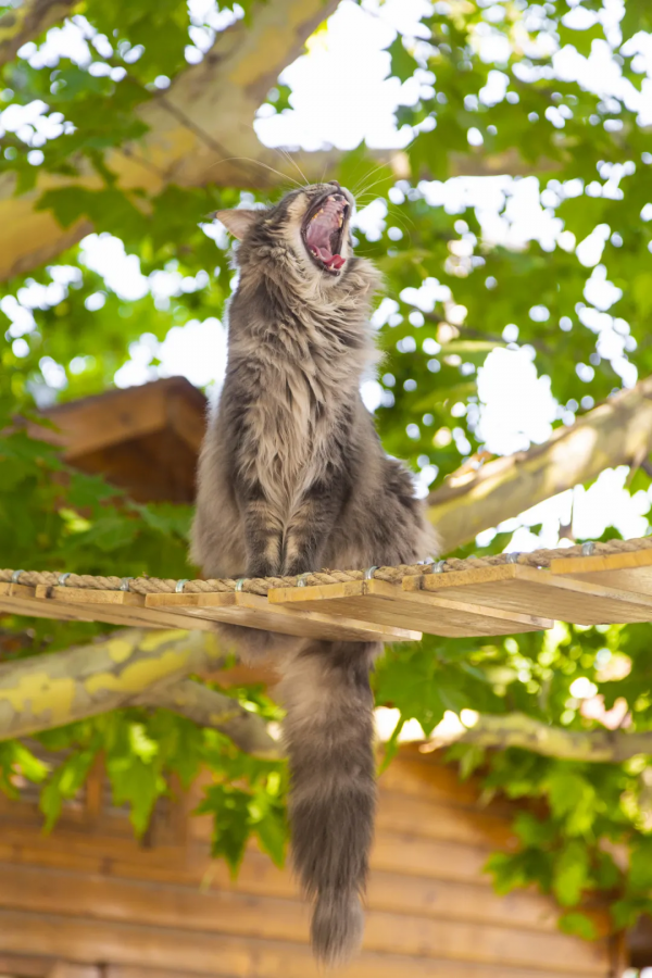 小花貓找汗 小花貓找汗