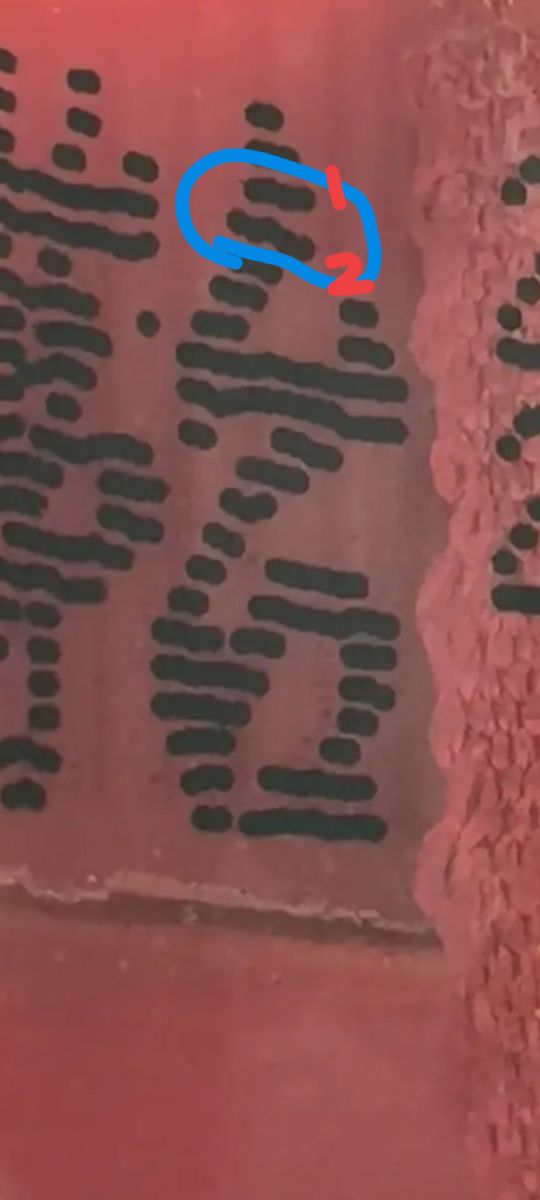 茅臺酒白皮後封膜(二)