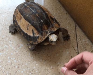 烏龜是科學家們的“噩夢”?堪稱進化論的終極BUG 烏龜是科學家們的“噩夢”?堪稱進化論的終極BUG