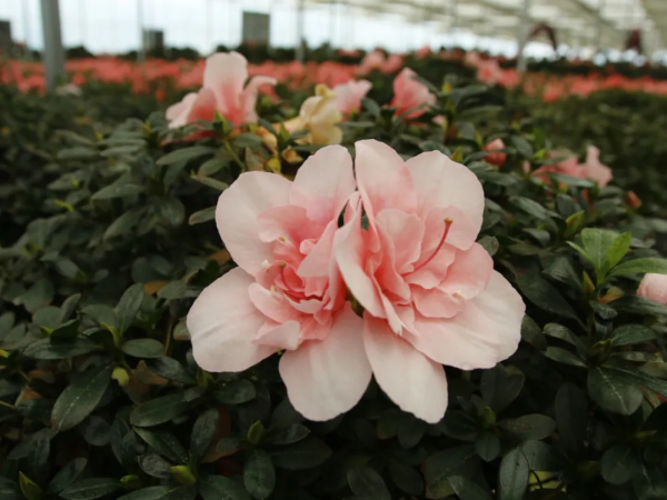 美！美！美！桐梓這裡的杜鵑花開啦