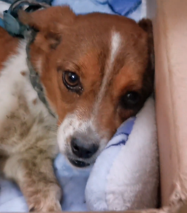 山東：草垛產子的流浪狗，不停舔著剛出生就死去的小狗，默默流淚