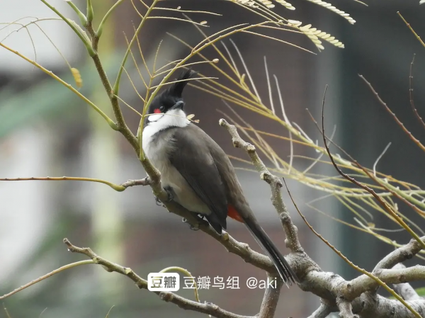 蘋果爛了不要扔 放陽臺上招小鳥 隔壁的小鳥都饞哭了