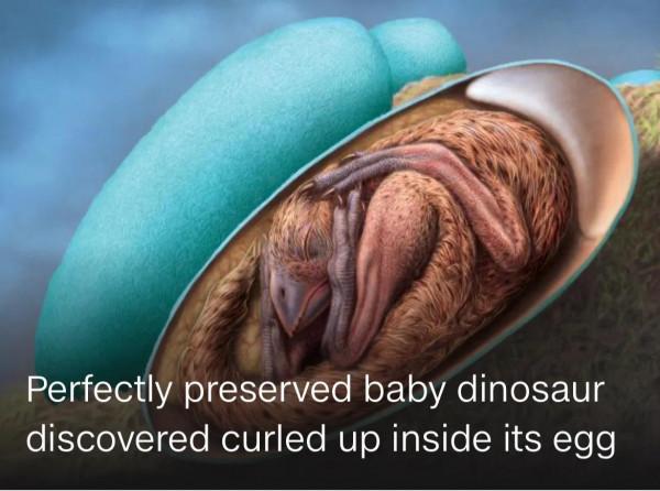 讀CNN學英語：恐龍胚胎化石