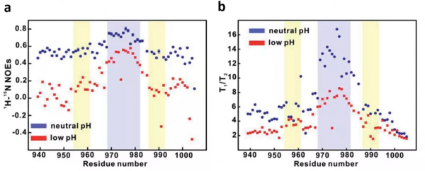 固有無序蛋白中緊湊的無序狀態在分子識別中的重要性