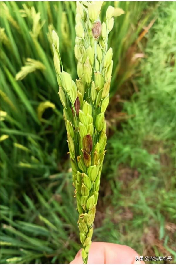 水稻穎殼變褐,可能是多種腐生菌複合侵染引起 水稻穎殼變褐,可能是多種腐生菌複合侵染引起