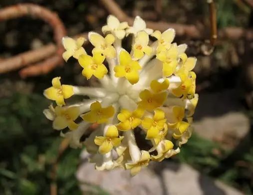 美麗的 結香花 美麗的 結香花