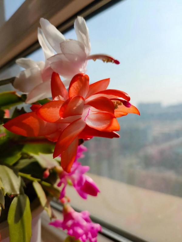 美麗綻放的蟹爪蘭