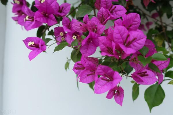 買花切忌跟風,適合自己的植物,才是最好的 買花切忌跟風,適合自己的植物,才是最好的