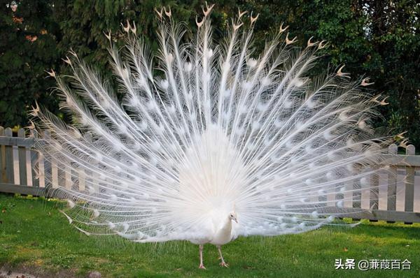 這些神奇的具有奇妙色彩的動物，你見過幾個？