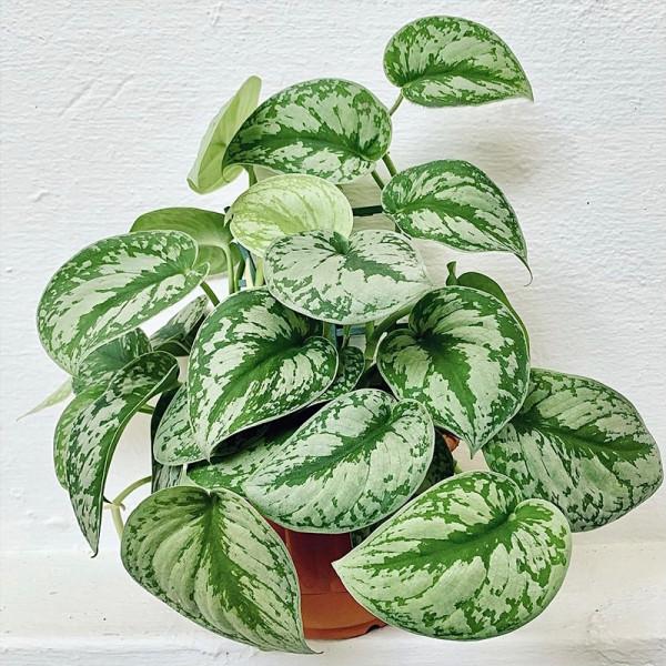 100種觀葉綠植,50種大型的,50種小型的,家裡沒有陽光也能養 100種觀葉綠植,50種大型的,50種小型的,家裡沒有陽光也能養