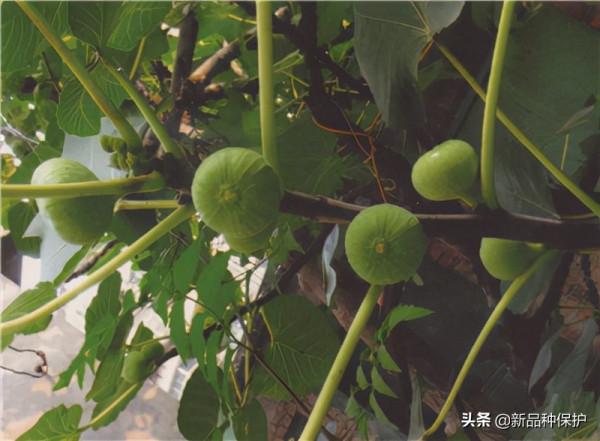 榕屬授權新品種鑑賞