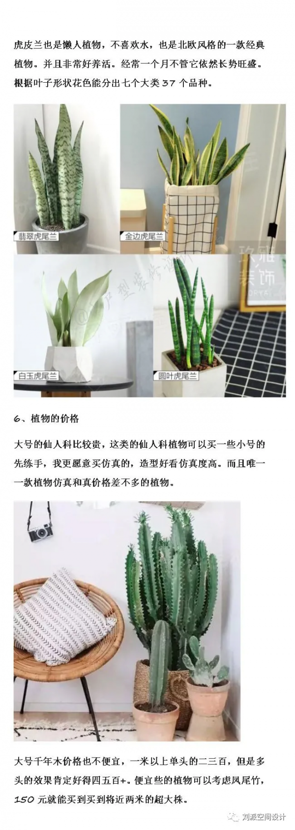沒有這些綠植，怎麼能叫北歐風？
