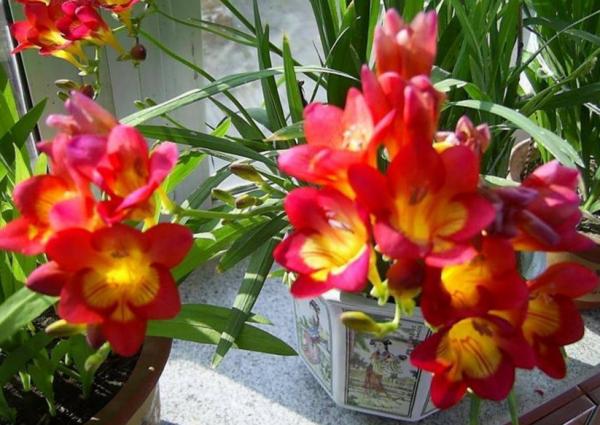 適合秋季養殖的3種球根植物,陽臺盆栽,2個月就開花,美極了 適合秋季養殖的3種球根植物,陽臺盆栽,2個月就開花,美極了