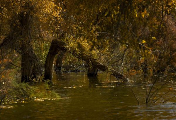 溼地秋韻入畫來 溼地秋韻入畫來