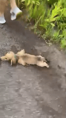 小奶狗影帝附體！飛奔、滑倒、爬起，碰瓷三連一氣呵成