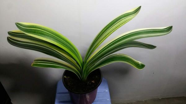 冬季在室內養這幾種花卉，光照不足也影響不大，開花照樣豔麗好看