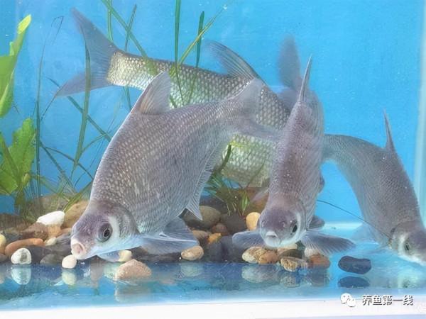 水生動物圖文欣賞(5)——四大主要食性魚類與五小類食性魚類 水生動物圖文欣賞(5)——四大主要食性魚類與五小類食性魚類