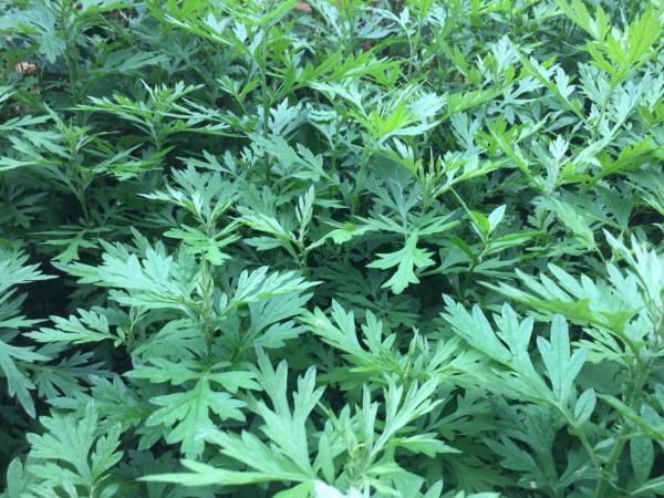 農村常見又能吃的野菜,都是價值珍貴的中藥材,看看你吃過幾種? 農村常見又能吃的野菜,都是價值珍貴的中藥材,看看你吃過幾種?