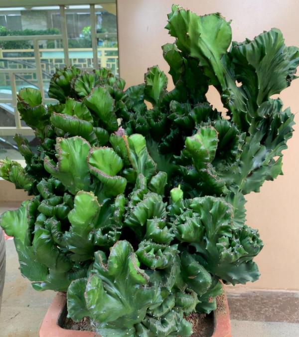 5種“醜花”很霸氣，不僅“美”獨特，而且吉利鎮宅，耐旱又好養