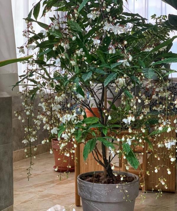 6種“仙氣花”，美麗又動人，家裡養一盆，就像撿到“大寶貝”